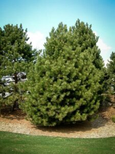 Сосна Чёрная (Pinus Nigra) купить по цене от 270.00р. в интернет-магазине «Посадика» с доставкой почтой в в Южноуральске и по всей России – [изображение №1].