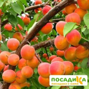 Абрикос Ветеран Севастополя купить по цене от 355р. в интернет-магазине «Посадика» с доставкой почтой в в Южноуральске и по всей России – [изображение №1].