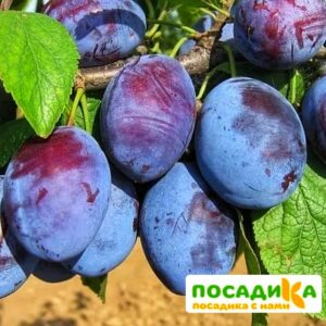 Слива Чачакская ранняя купить по цене от 229.00р. в интернет-магазине «Посадика» с доставкой почтой в в Южноуральске и по всей России – [изображение №1].