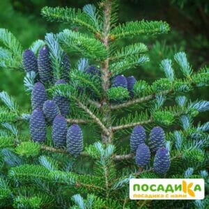 Пихта корейская (Abies koreana) купить по цене от 450.00р. в интернет-магазине «Посадика» с доставкой почтой в в Южноуральске и по всей России – [изображение №1].