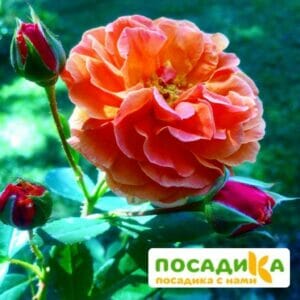 Роза Арабия купить по цене от 350.00р. в интернет-магазине «Посадика» с доставкой почтой в в Южноуральске и по всей России – [изображение №1].