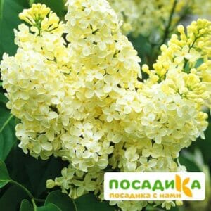 Сирень Примроуз (Primrose) купить по цене от 529.00р. в интернет-магазине «Посадика» с доставкой почтой в в Южноуральске и по всей России – [изображение №1].