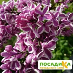 Сирень Сенсация купить по цене от 529.00р. в интернет-магазине «Посадика» с доставкой почтой в в Южноуральске и по всей России – [изображение №1].