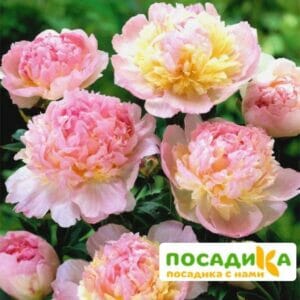 Пион Распберри Сандей (Paeonia Raspberry Sundae) купить по цене от 959р. в интернет-магазине «Посадика» с доставкой почтой в в Южноуральске и по всей России – [изображение №1].