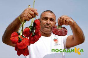 Клубника Гигант Джорнея купить по цене от 266р. в интернет-магазине «Посадика» с доставкой почтой в в Южноуральске и по всей России – [изображение №1].