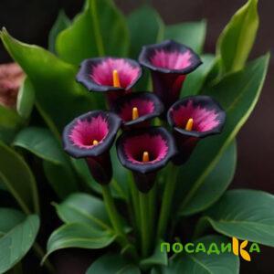 Калла Аура Лейс купить по цене от 400р. в интернет-магазине «Посадика» с доставкой почтой в в Южноуральске и по всей России – [изображение №1].