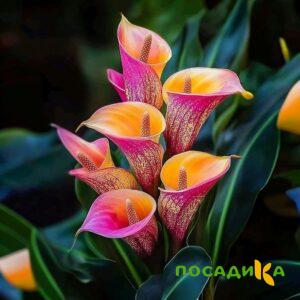 Калла Оникс купить по цене от 450р. в интернет-магазине «Посадика» с доставкой почтой в в Южноуральске и по всей России – [изображение №1].