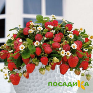 Клубника Рубиновый Шепот (горшечная) купить по цене от 240р. в интернет-магазине «Посадика» с доставкой почтой в в Южноуральске и по всей России – [изображение №1].