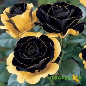 Роза Ханни Сикл купить по цене от 700р. в интернет-магазине «Посадика» с доставкой почтой в в Южноуральске и по всей России – [изображение №1].