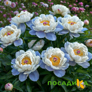 Пион акварельный Этюд купить по цене от 806р. в интернет-магазине «Посадика» с доставкой почтой в в Южноуральске и по всей России – [изображение №1].