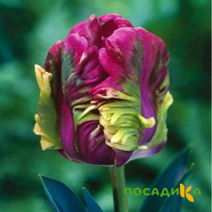 Тюльпан Экзотик Хэвен купить по цене от 186р. в интернет-магазине «Посадика» с доставкой почтой в в Южноуральске и по всей России – [изображение №1].
