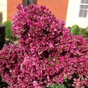 Флокс Филингс купить по цене от 329р. в интернет-магазине «Посадика» с доставкой почтой в в Южноуральске и по всей России – [изображение №1].