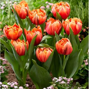 Тюльпан Гудошник Дабл купить по цене от 185р. в интернет-магазине «Посадика» с доставкой почтой в в Южноуральске и по всей России – [изображение №1].