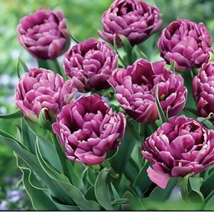 Тюльпан Айс Крим купить по цене от 430р. в интернет-магазине «Посадика» с доставкой почтой в в Южноуральске и по всей России – [изображение №1].