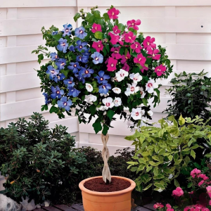 Гибискус-Дерево Триколор купить по цене от 289р. в интернет-магазине «Посадика» с доставкой почтой в в Южноуральске и по всей России – [изображение №1].