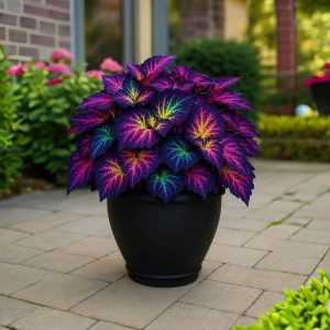 Хоста Фрости Блю купить по цене от 389р. в интернет-магазине «Посадика» с доставкой почтой в в Южноуральске и по всей России – [изображение №1].