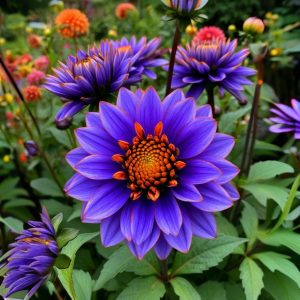 Георгин Лазурит купить по цене от 799р. в интернет-магазине «Посадика» с доставкой почтой в в Южноуральске и по всей России – [изображение №1].