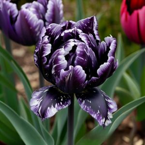 Тюльпан Индиго купить по цене от 600р. в интернет-магазине «Посадика» с доставкой почтой в в Южноуральске и по всей России – [изображение №1].