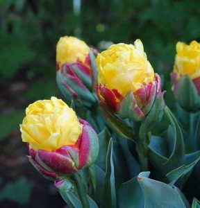 Тюльпан Айс Крим Банана купить по цене от 360р. в интернет-магазине «Посадика» с доставкой почтой в в Южноуральске и по всей России – [изображение №1].