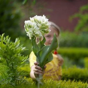 Тюльпан Супер Пэррот купить по цене от 360р. в интернет-магазине «Посадика» с доставкой почтой в в Южноуральске и по всей России – [изображение №1].