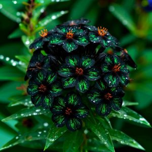 Флокс Ривьера купить по цене от 299р. в интернет-магазине «Посадика» с доставкой почтой в в Южноуральске и по всей России – [изображение №1].