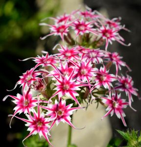 Флокс Метельчатый Путь купить по цене от 456р. в интернет-магазине «Посадика» с доставкой почтой в в Южноуральске и по всей России – [изображение №1].