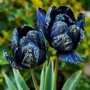 Тюльпан Блю Фог купить по цене от 500р. в интернет-магазине «Посадика» с доставкой почтой в в Южноуральске и по всей России – [изображение №1].