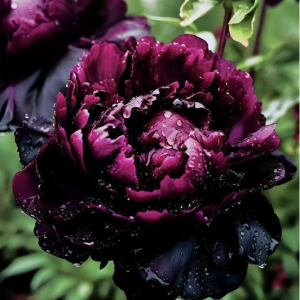 Пион Темный Сад купить по цене от 421р. в интернет-магазине «Посадика» с доставкой почтой в в Южноуральске и по всей России – [изображение №1].