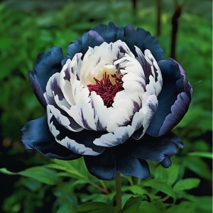 Пион Древовидный Инь-Янь купить по цене от 419р. в интернет-магазине «Посадика» с доставкой почтой в в Южноуральске и по всей России – [изображение №1].