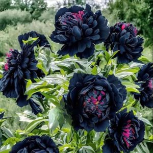 Пион древовидный Сердце Афродиты купить по цене от 600р. в интернет-магазине «Посадика» с доставкой почтой в в Южноуральске и по всей России – [изображение №1].