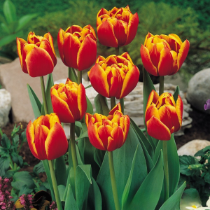 Тюльпан Блэк Фаер купить по цене от 275р. в интернет-магазине «Посадика» с доставкой почтой в в Южноуральске и по всей России – [изображение №1].