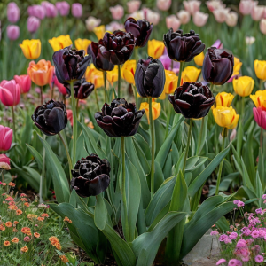 Тюльпан махровый Рейдинс Дарк купить по цене от 230р. в интернет-магазине «Посадика» с доставкой почтой в в Южноуральске и по всей России – [изображение №1].