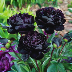 Пион Королевский Бархат купить по цене от 419р. в интернет-магазине «Посадика» с доставкой почтой в в Южноуральске и по всей России – [изображение №1].