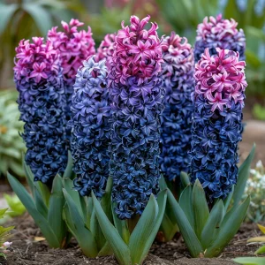 Гиацинт Блю Спринг купить по цене от 2099р. в интернет-магазине «Посадика» с доставкой почтой в в Южноуральске и по всей России – [изображение №1].