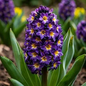 Гиацинт Вельвет Колор купить по цене от 2099р. в интернет-магазине «Посадика» с доставкой почтой в в Южноуральске и по всей России – [изображение №1].