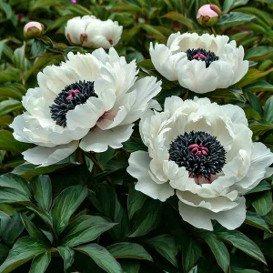 Пион Инк Эн купить по цене от 429р. в интернет-магазине «Посадика» с доставкой почтой в в Южноуральске и по всей России – [изображение №1].