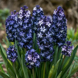 Гиацинт Блум Клауд купить по цене от 2099р. в интернет-магазине «Посадика» с доставкой почтой в в Южноуральске и по всей России – [изображение №1].