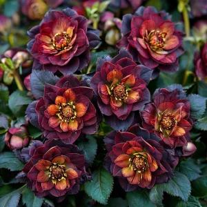 Морозник Сноу Дроп купить по цене от 348р. в интернет-магазине «Посадика» с доставкой почтой в в Южноуральске и по всей России – [изображение №1].