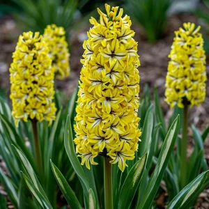 Гиацинт Сансет Голд купить по цене от 2099р. в интернет-магазине «Посадика» с доставкой почтой в в Южноуральске и по всей России – [изображение №1].