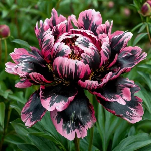 Пион Дроп Руби купить по цене от 469р. в интернет-магазине «Посадика» с доставкой почтой в в Южноуральске и по всей России – [изображение №1].