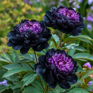 Пион Свэнс Даун купить по цене от 610р. в интернет-магазине «Посадика» с доставкой почтой в в Южноуральске и по всей России – [изображение №1].