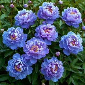 Пион Голубой лотос купить по цене от 590р. в интернет-магазине «Посадика» с доставкой почтой в в Южноуральске и по всей России – [изображение №1].