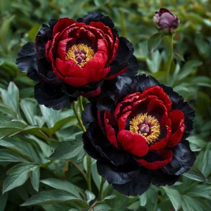 Пион Эбеновый Рубин купить по цене от 419р. в интернет-магазине «Посадика» с доставкой почтой в в Южноуральске и по всей России – [изображение №1].