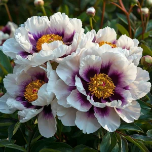 Пион Эко Саммер купить по цене от 548р. в интернет-магазине «Посадика» с доставкой почтой в в Южноуральске и по всей России – [изображение №1].