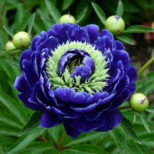 Пион Дримвивер купить по цене от 417р. в интернет-магазине «Посадика» с доставкой почтой в в Южноуральске и по всей России – [изображение №1].