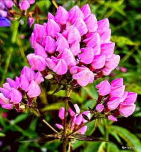 Флокс Бутоник купить по цене от 461р. в интернет-магазине «Посадика» с доставкой почтой в в Южноуральске и по всей России – [изображение №1].