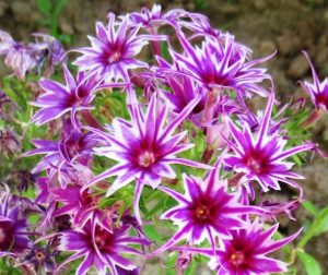 Флокс Звездное Кружево купить по цене от 361р. в интернет-магазине «Посадика» с доставкой почтой в в Южноуральске и по всей России – [изображение №1].