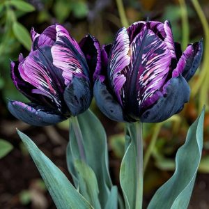 Тюльпан Блэк Каньон купить по цене от 305р. в интернет-магазине «Посадика» с доставкой почтой в в Южноуральске и по всей России – [изображение №1].