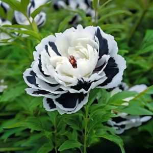 Пион Монохромный Шик купить по цене от 429р. в интернет-магазине «Посадика» с доставкой почтой в в Южноуральске и по всей России – [изображение №1].