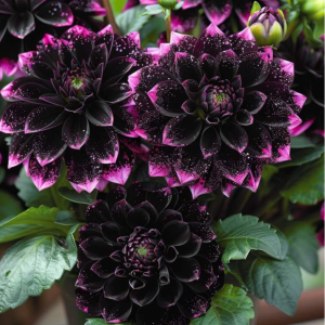 Георгин Лаванда Лейс купить по цене от 679р. в интернет-магазине «Посадика» с доставкой почтой в в Южноуральске и по всей России – [изображение №1].